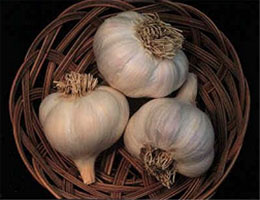 garlic